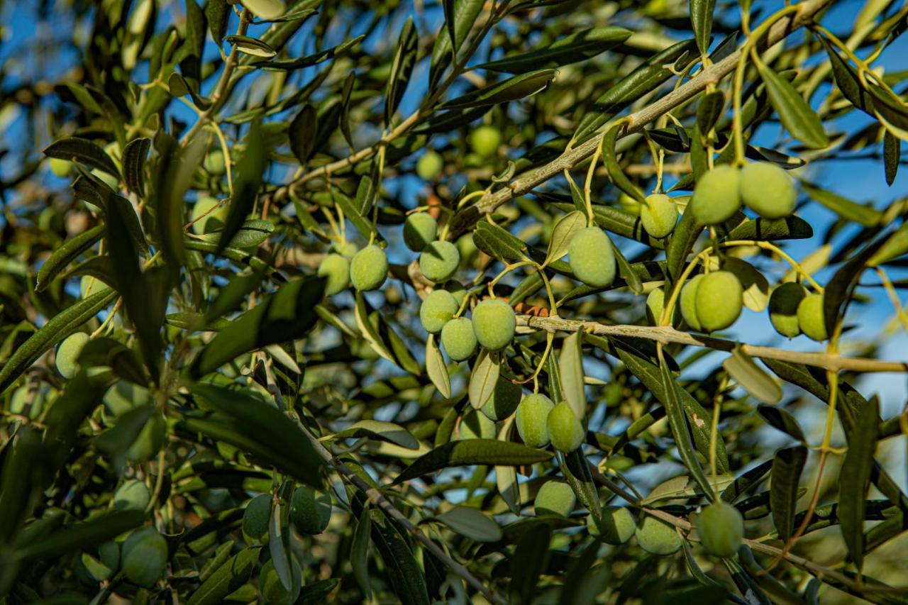 Opg Villa Meri Pucisca Extérieur photo